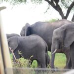 4 days Best experience Kilimanjaro Hike, Serengeti &Ngorongoro - Exploring Ngorongoro: The Crater and Local Cultures