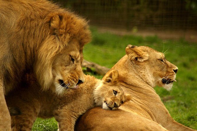 4-Days Best Wildlife Safari: Amboseli, Tsavo West & Tsavo East Private Safari - What’s Included & What to Expect