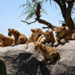 4: days Big five safari - Transportation and Comfort