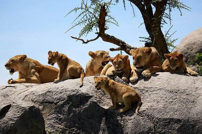 4: days Big five safari - Transportation and Comfort