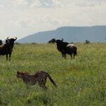 4 Days Budget Camp Safari Serengeti, Ngorongoro Crater and Tarangire Park - Who Should Consider This Safari?