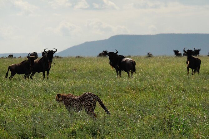 4 Days Budget Camp Safari Serengeti, Ngorongoro Crater and Tarangire Park - Who Should Consider This Safari?