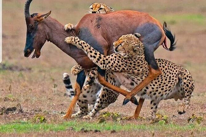 4-Days Bush to Bush Authentic Budget Safari - FAQ: Your Questions About the 4-Days Bush to Bush Safari