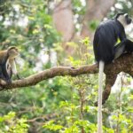 4 Days Cultural and Village Stay Experience - Day 2: Wildlife and Cultural Interactions
