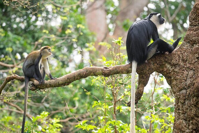 4 Days Cultural and Village Stay Experience - Day 2: Wildlife and Cultural Interactions