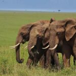 4 Days Enthralling Safaris in Kenya-lake Nakuru Masai Mara - Authenticity and Authenticity in Reviews