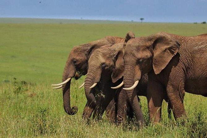 4 Days Enthralling Safaris in Kenya-lake Nakuru Masai Mara - Authenticity and Authenticity in Reviews