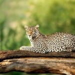 4 Days Experience big five in Tarangire, Serengeti & Ngorongoro Safari - What Makes This Tour Stand Out?