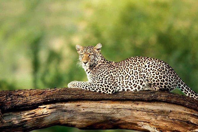 4 Days Experience big five in Tarangire, Serengeti & Ngorongoro Safari - What Makes This Tour Stand Out?
