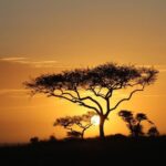 4 Days Game drives Safari Tarangire, Serengeti and Ngorongoro Crater - Practical Details & Traveler Tips