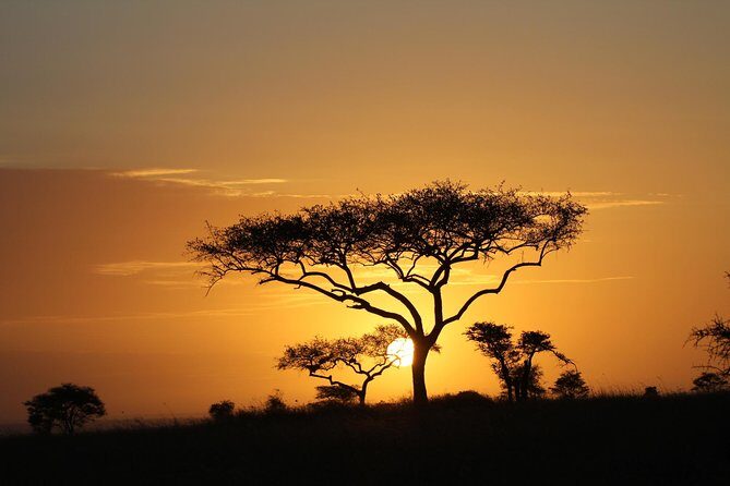 4 Days Game drives Safari Tarangire, Serengeti and Ngorongoro Crater - Practical Details & Traveler Tips