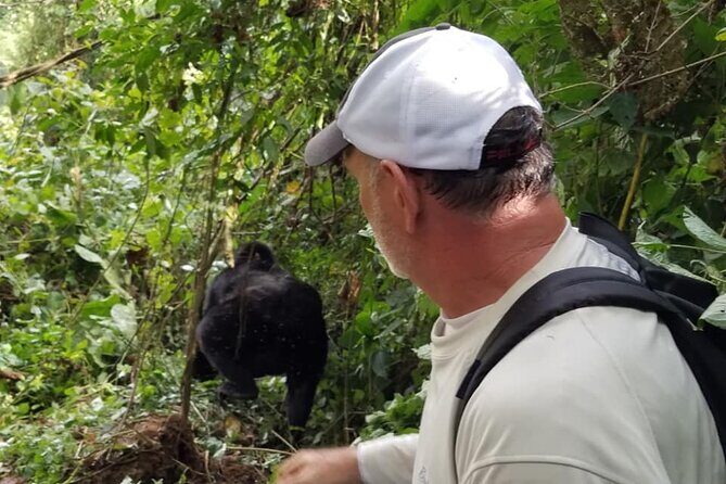 4 Days Gorilla and Chimps trek safari - Practical Aspects to Keep in Mind