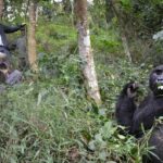 4 Days Gorilla experience Uganda - Pricing and Value