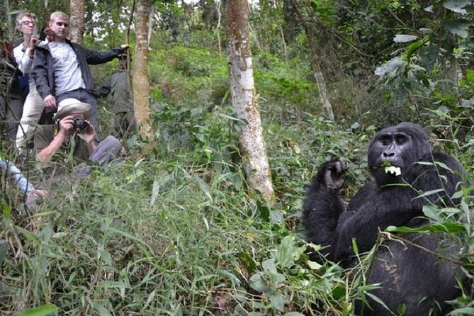 4 Days Gorilla experience Uganda - Pricing and Value