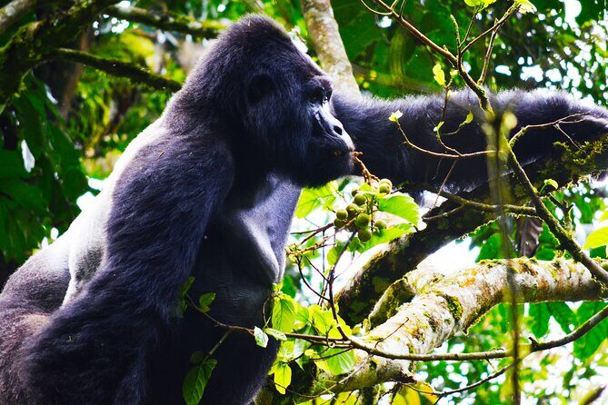 4 Days Gorilla tracking Tour in Uganda - Why This Tour Offers Genuine Value
