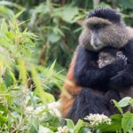 4 Days Gorilla Trekking, Lake Bunyonyi and Rwanda National Parks - The Logistics: What Does It Mean for You?