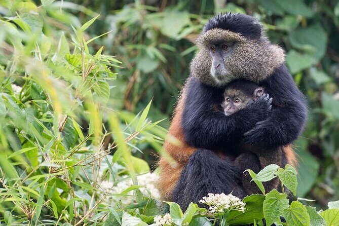 4 Days Gorilla Trekking, Lake Bunyonyi and Rwanda National Parks - The Logistics: What Does It Mean for You?
