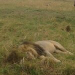 4 days group joining budget safari to Maasai Mara only - What’s Included and What’s Not