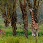 4 Days Group Joining Budget Safari To Masai Mara And Lake Nakuru National Park - What Makes This Safari Stand Out?