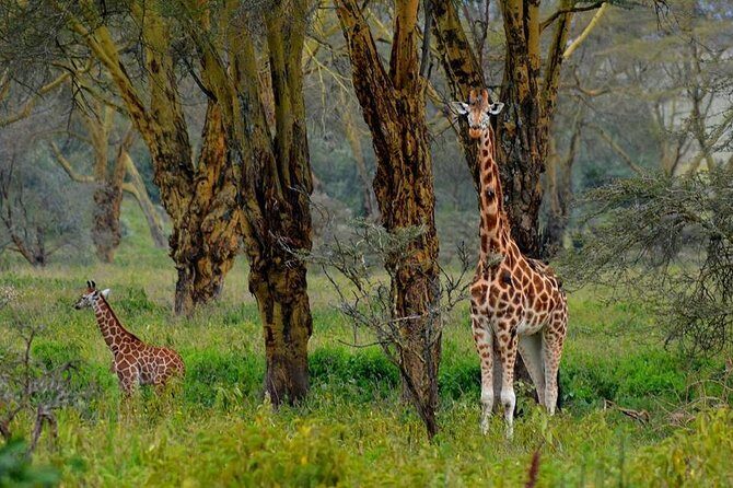 4 Days Group Joining Budget Safari To Masai Mara And Lake Nakuru National Park - What Makes This Safari Stand Out?
