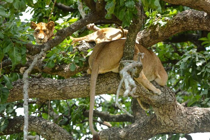 4 Days Group Joining Camping Safari to Tarangire Serengeti Ngorongoro Crater - Who Should Consider This Tour?