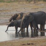 4 days Hwange Safari Game drive Staying at Iganyane Tented camp - Exploring the Itinerary in Detail