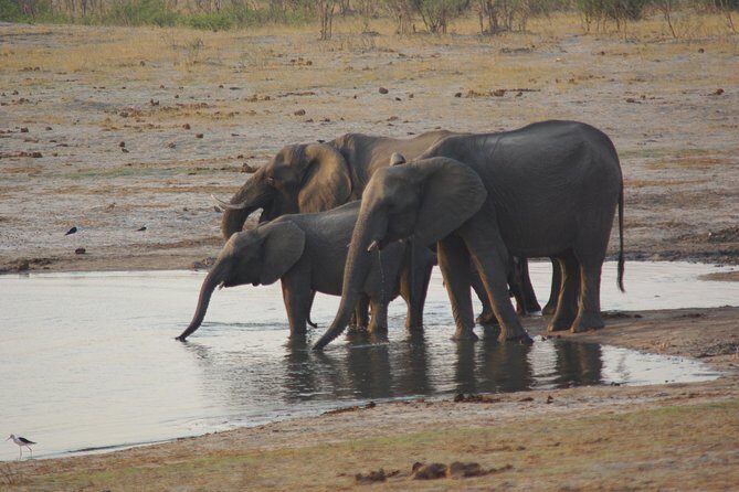 4 days Hwange Safari Game drive Staying at Iganyane Tented camp - Exploring the Itinerary in Detail
