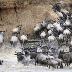 4 days Join Group safari in Serengeti, Ngorongoro and Lake Manyara National Park - Overview of the 4-Day Safari Experience