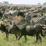 4 Days Join Group tour Tarangire Serengeti and Ngorongoro crater - What Makes This Tour Stand Out?