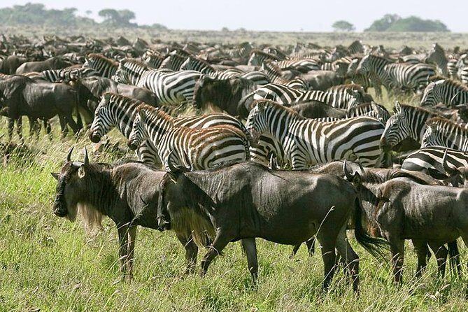 4 Days Join Group tour Tarangire Serengeti and Ngorongoro crater - What Makes This Tour Stand Out?