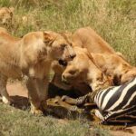 4 Days Joined Group Safari Serengeti,Ngorongoro and Tarangire National Parks - What Sets This Safari Apart?