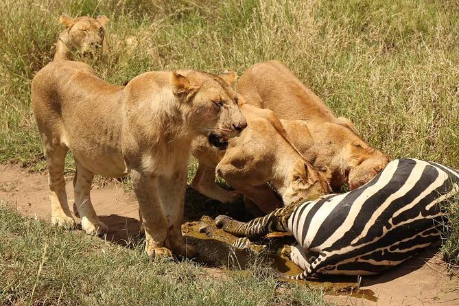 4 Days Joined Group Safari Serengeti,Ngorongoro and Tarangire National Parks - What Sets This Safari Apart?