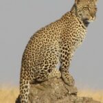 4 Days Joining group budget camp Safari in Serengeti , Ngorongoro and Tarangire - Who Should Book This Safari?