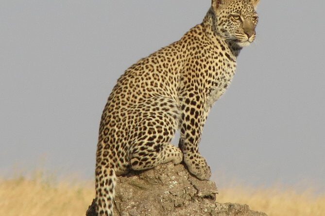 4 Days Joining group budget camp Safari in Serengeti , Ngorongoro and Tarangire - Who Should Book This Safari?
