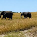 4 Days Kenya Safari - What’s Included and What’s Not?