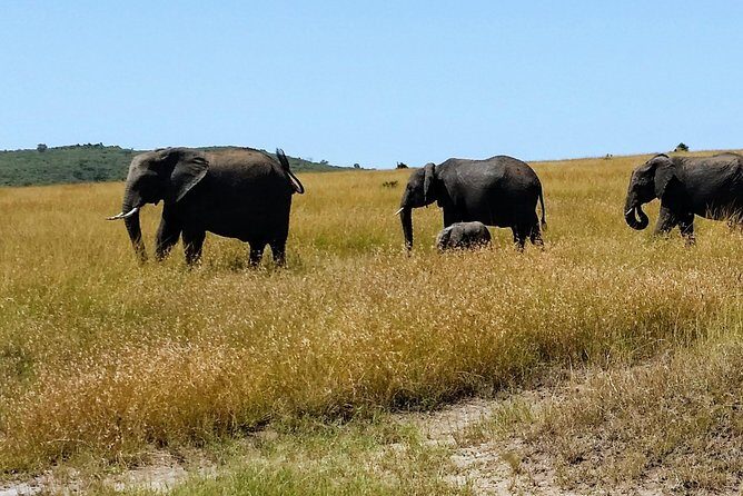 4 Days Kenya Safari - What’s Included and What’s Not?