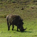 4 Days Kilimanjaro Experience - Mombasa - Authentic Experiences & Tips