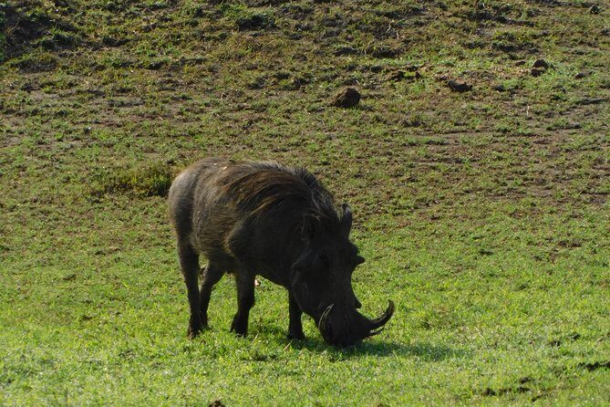 4 Days Kilimanjaro Experience - Mombasa - Authentic Experiences & Tips
