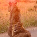 4 days Kruger Park Big 5 Safari and Awesome Panorama Route - Practical Tips for Travelers