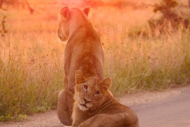 4 days Kruger Park Big 5 Safari and Awesome Panorama Route - Practical Tips for Travelers