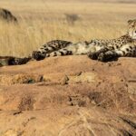 4 Days Lake Nakuru and Masai Mara Luxury Safari - Key Points