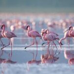 4 Days Landcruiser Safari to Masai Mara and Lake Nakuru - The Transport and Comfort