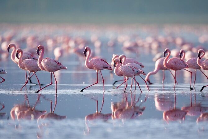 4 Days Landcruiser Safari to Masai Mara and Lake Nakuru - The Transport and Comfort