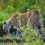 4 Days Lodge Safari - Transportation & Comfort