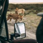 4 Days Lodge Safari in Lake Manyara, Serengeti & Ngorongoro Crater - Day 2: The Serengeti Plains