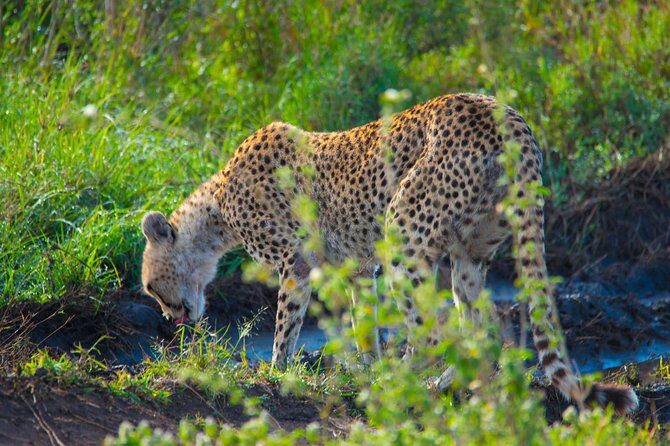 4 Days Lodge Safari - Transportation & Comfort