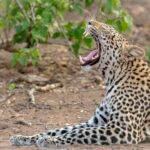 4 Days Luxury Lodge Safari Tour Tanzania - Who Should Consider This Safari?