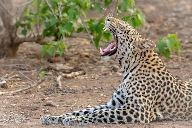4 Days Luxury Lodge Safari Tour Tanzania - Who Should Consider This Safari?