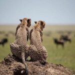 4 days luxury safari (a dream experience) - Why This Safari Offers Great Value