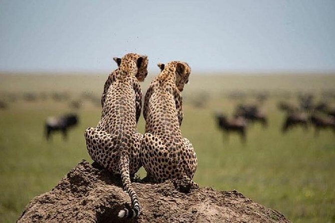 4 days luxury safari (a dream experience) - Why This Safari Offers Great Value